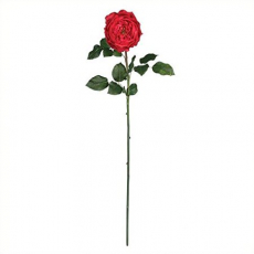 Rose Stems